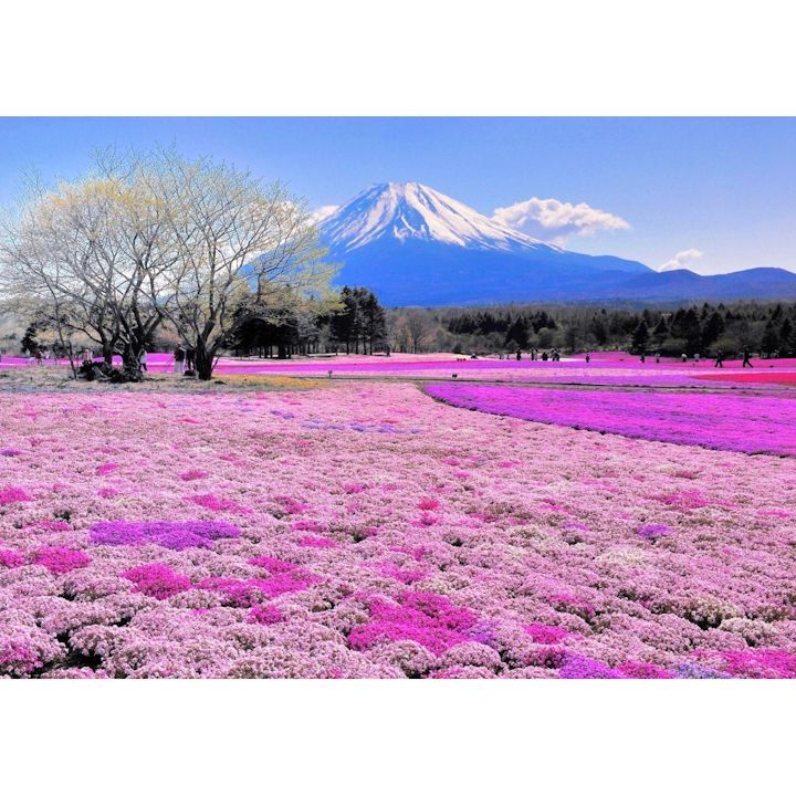 絵画風 壁紙ポスター (はがせるシール式) 富士芝桜 富士山 本栖湖 富士芝桜まつり さくら キャラクロ FJS-041A1 (A1版 830mm×585mm) ＜日本製＞ ウォールステッカー お風呂ポスター