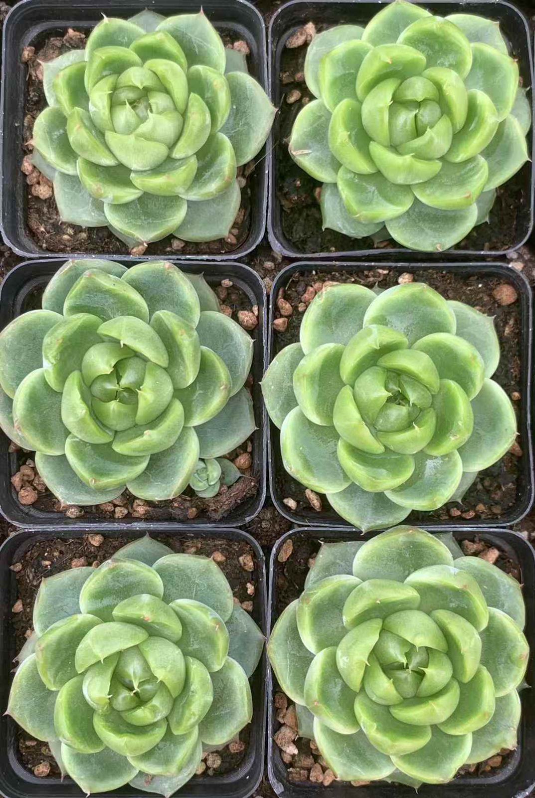 新作大登場！！ 54株の抜き苗セット 翡翠ジェニー 多肉植物 佐川急便発送 エケベリア 韓国苗 LX68 確かな品質。