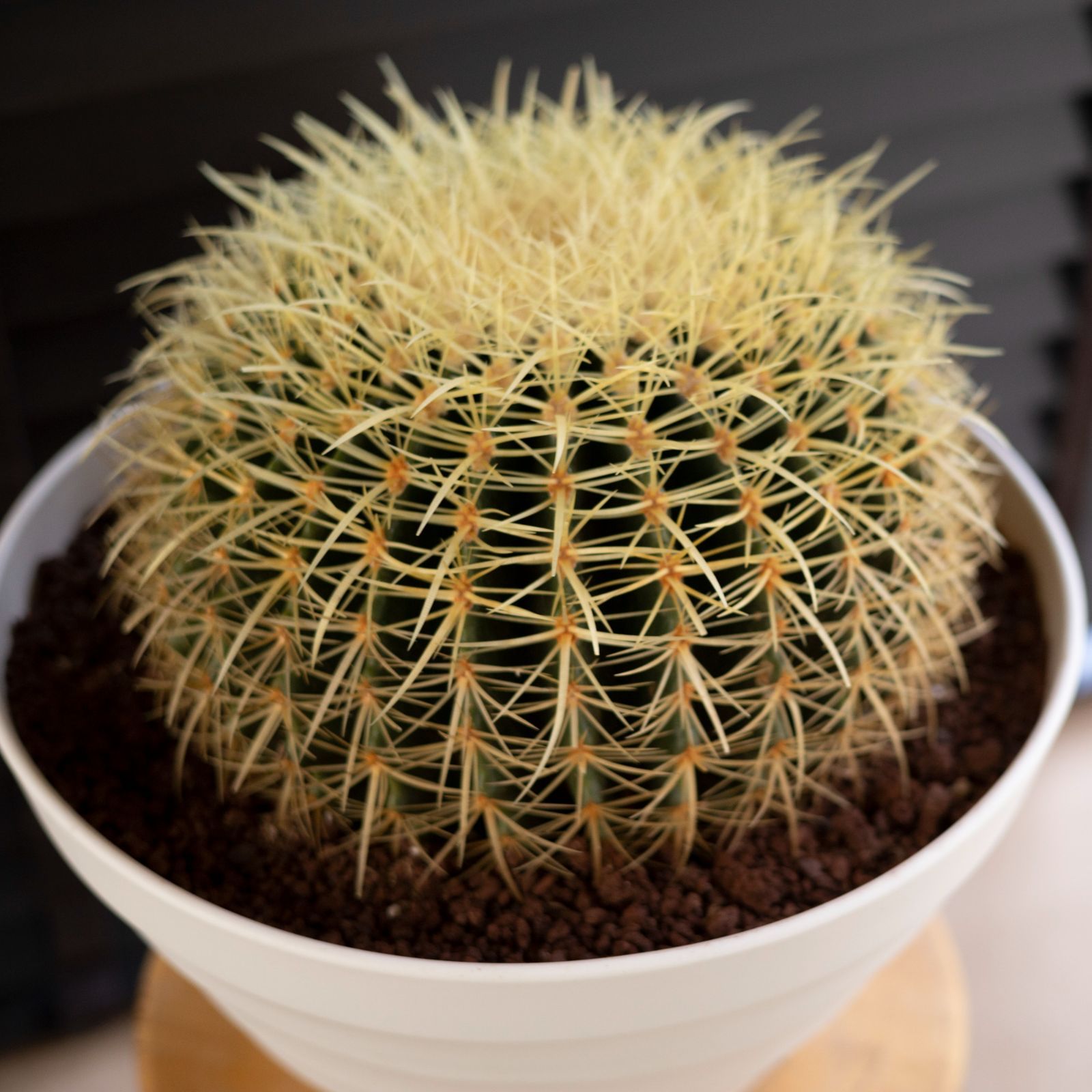 ま*め様 ベアルート 超強棘 キンシャチ 金鯱 超大玉 発根済 楽天市場】【大型】 サボテン（金鯱：キンシャチ） 12号 黒色