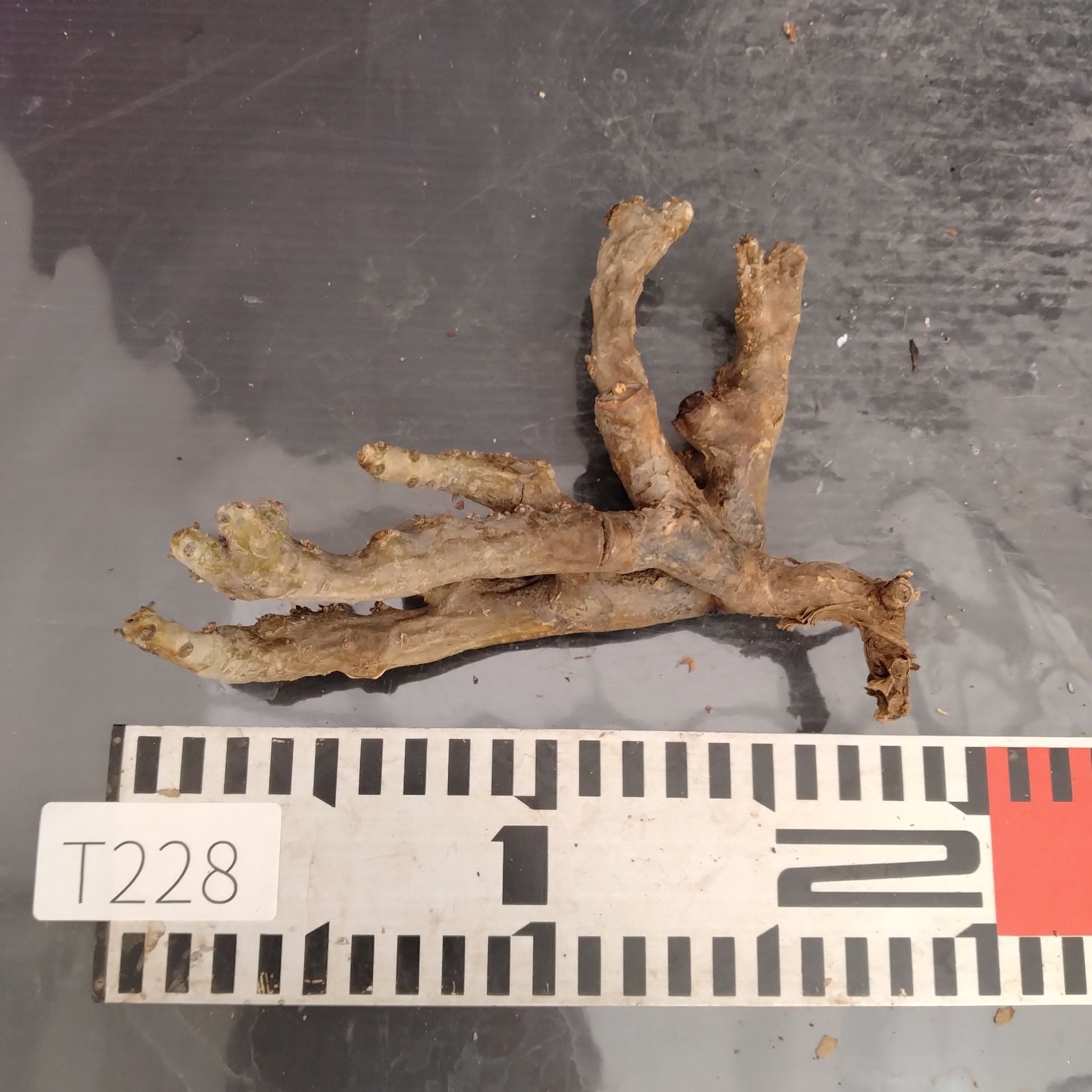 T228【最新到着】 Monsonia ムルチフィダ(現地球・抜き苗 T228【最新到着】 Monsonia ムルチフィダ(現地球・抜き苗