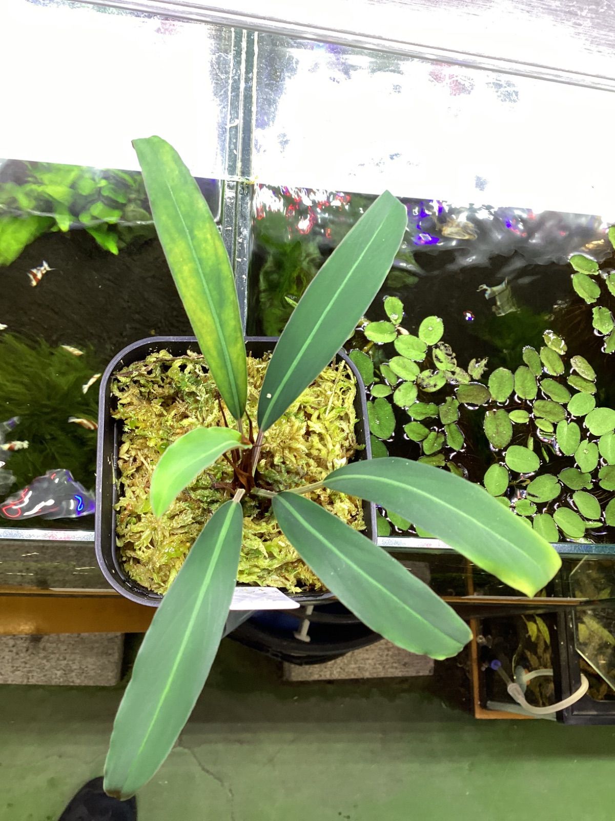 Bidayuha Crassispatha Kalimantan Barat子株 Bidayuha crassispatha Kalimantan Barat - メルカリ