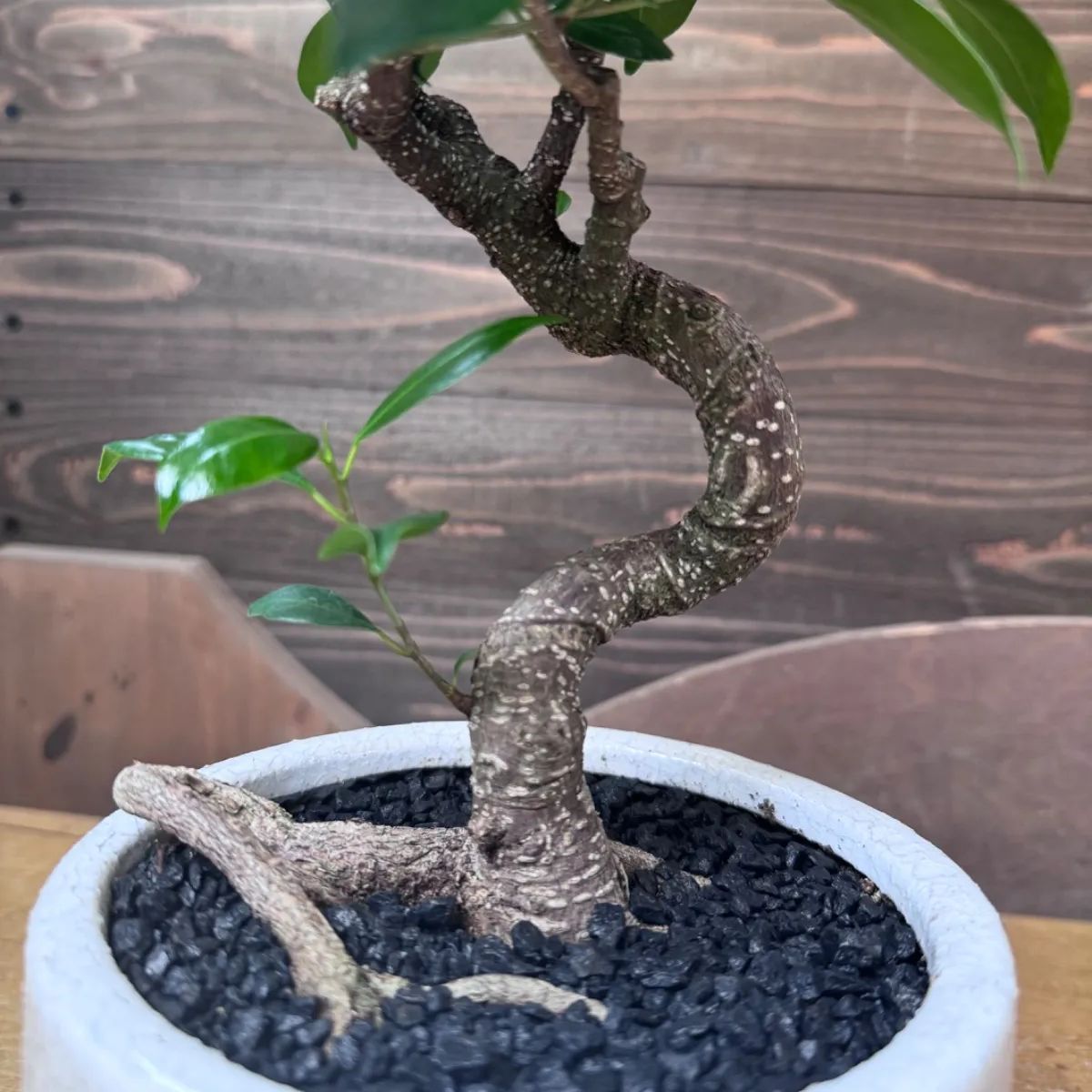 ガジュマル盆栽風 鉢皿付き【一点物】鉢のまま発送 販売済み