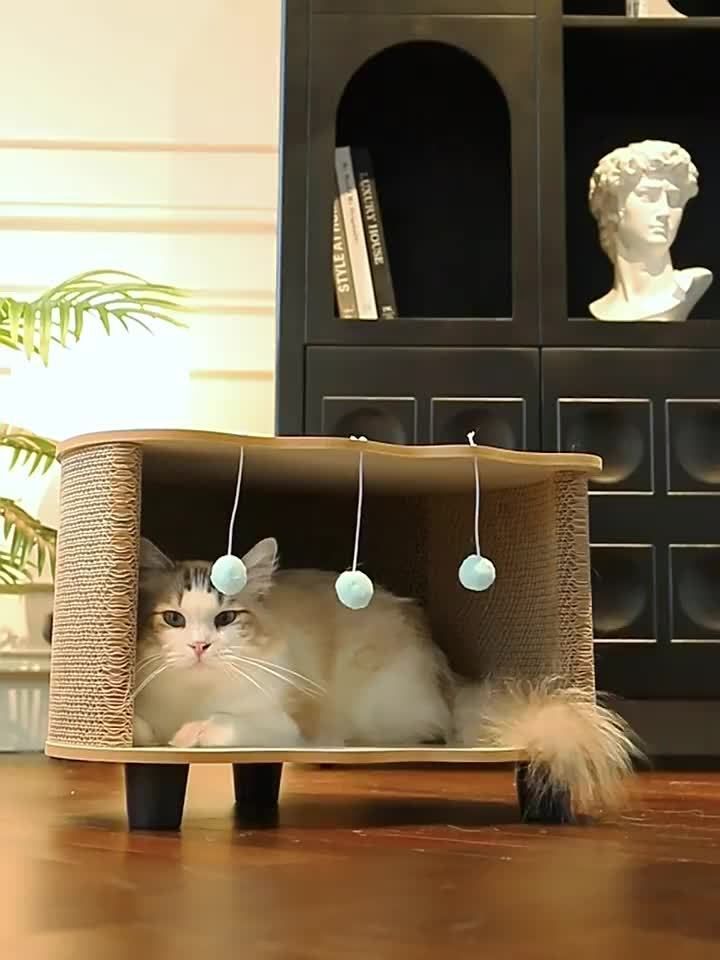 中型猫