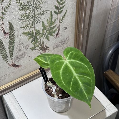 希少！ 観葉植物 アンスリウム Anthurium Magnificum 3.5号(個体おまかせ1鉢) インテリア 室内 オシャレ カワイイ 可愛い  室内 - メルカリ