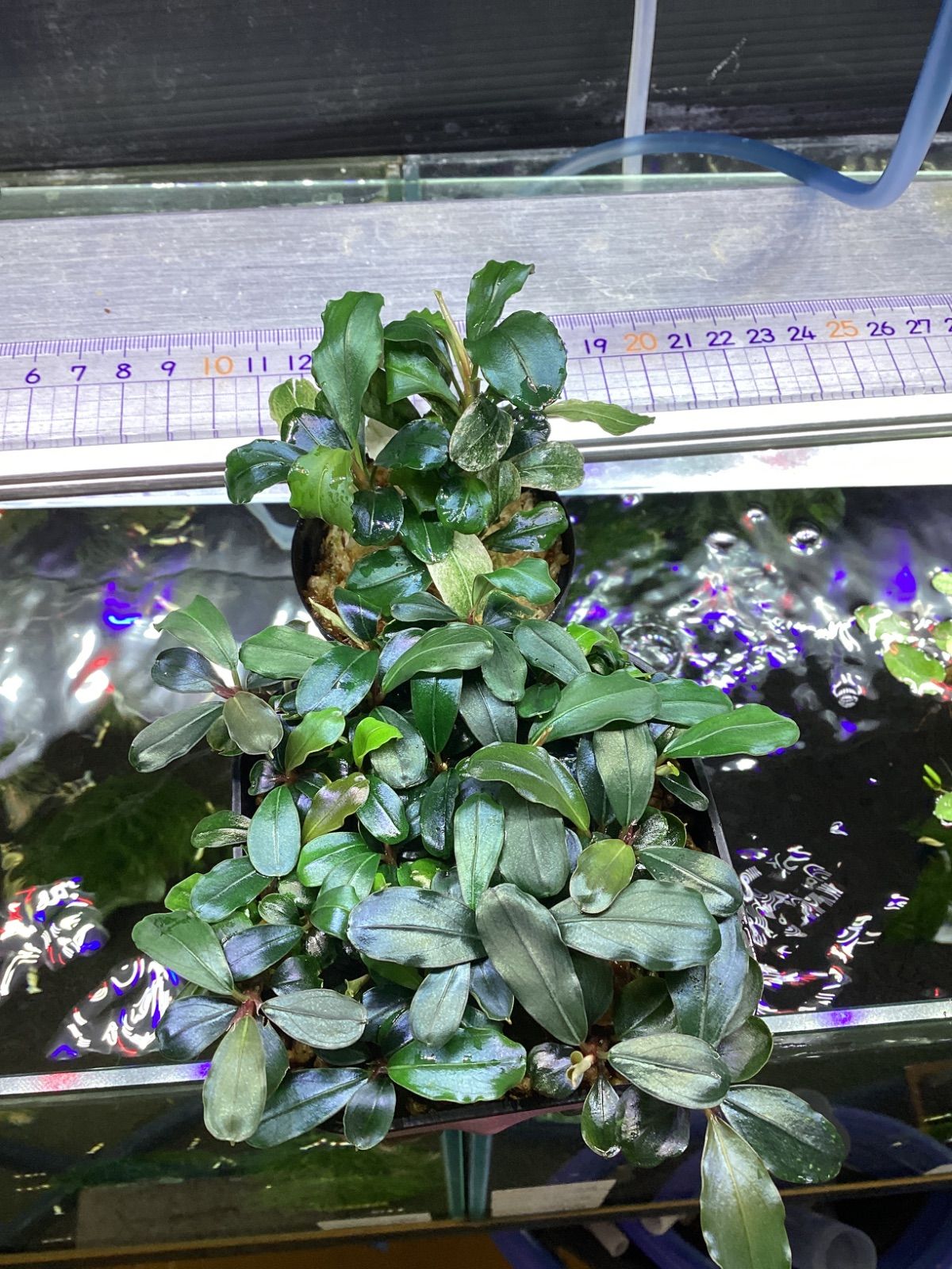 ヒツジのいらない枕 -調律- 専用 バダンカワ大株ピンクメラウィ1