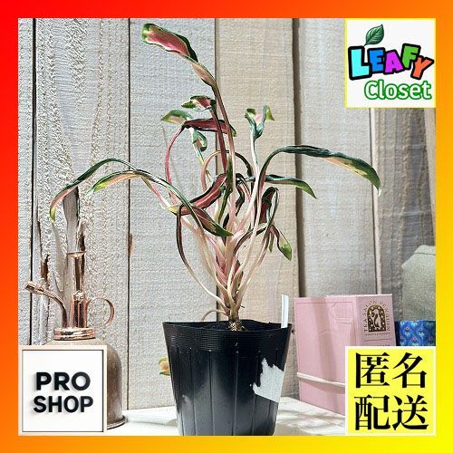 激レア アグラオネマ メデューサ 3.5号ポット 個体B(現品) 希少