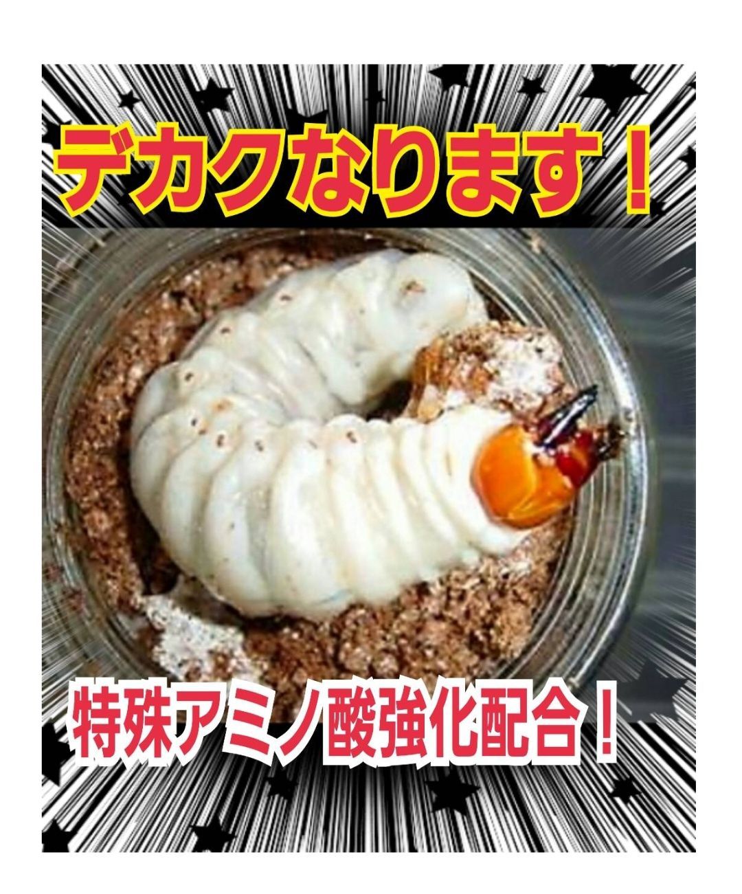 トレハロース、キトサン強化配合！特選オオヒラタケ菌糸瓶【7本】初菌