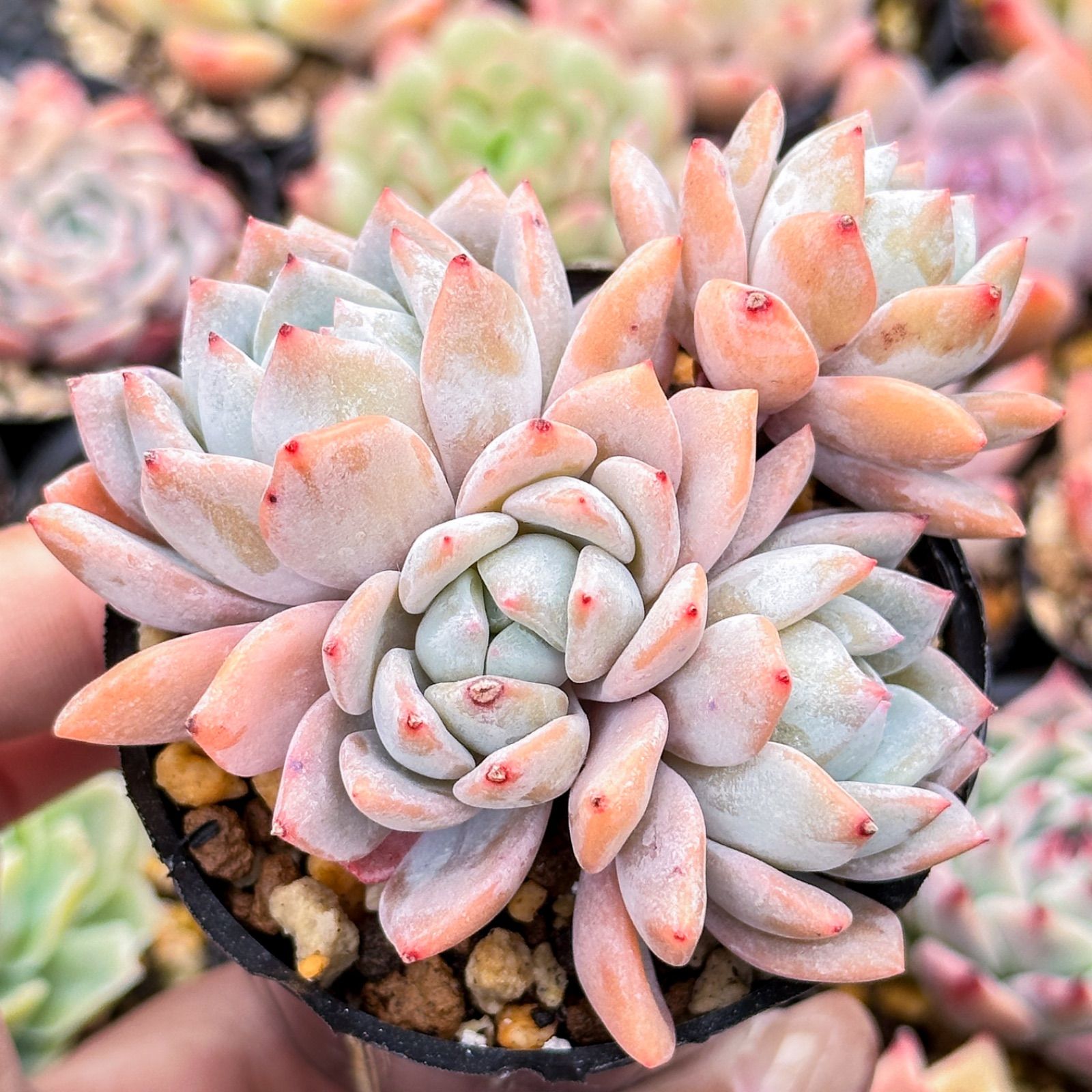 アルバビューティー 多肉植物 抜き苗 エケベリア 韓国苗 仕込ん