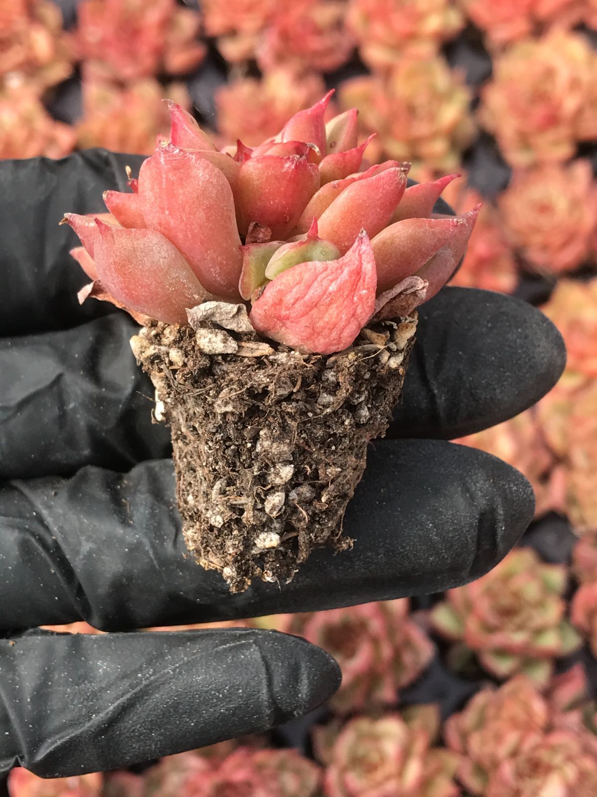V17-2 飴心A 128苗 多肉植物 土と根付き エケベリア レア種 韓国