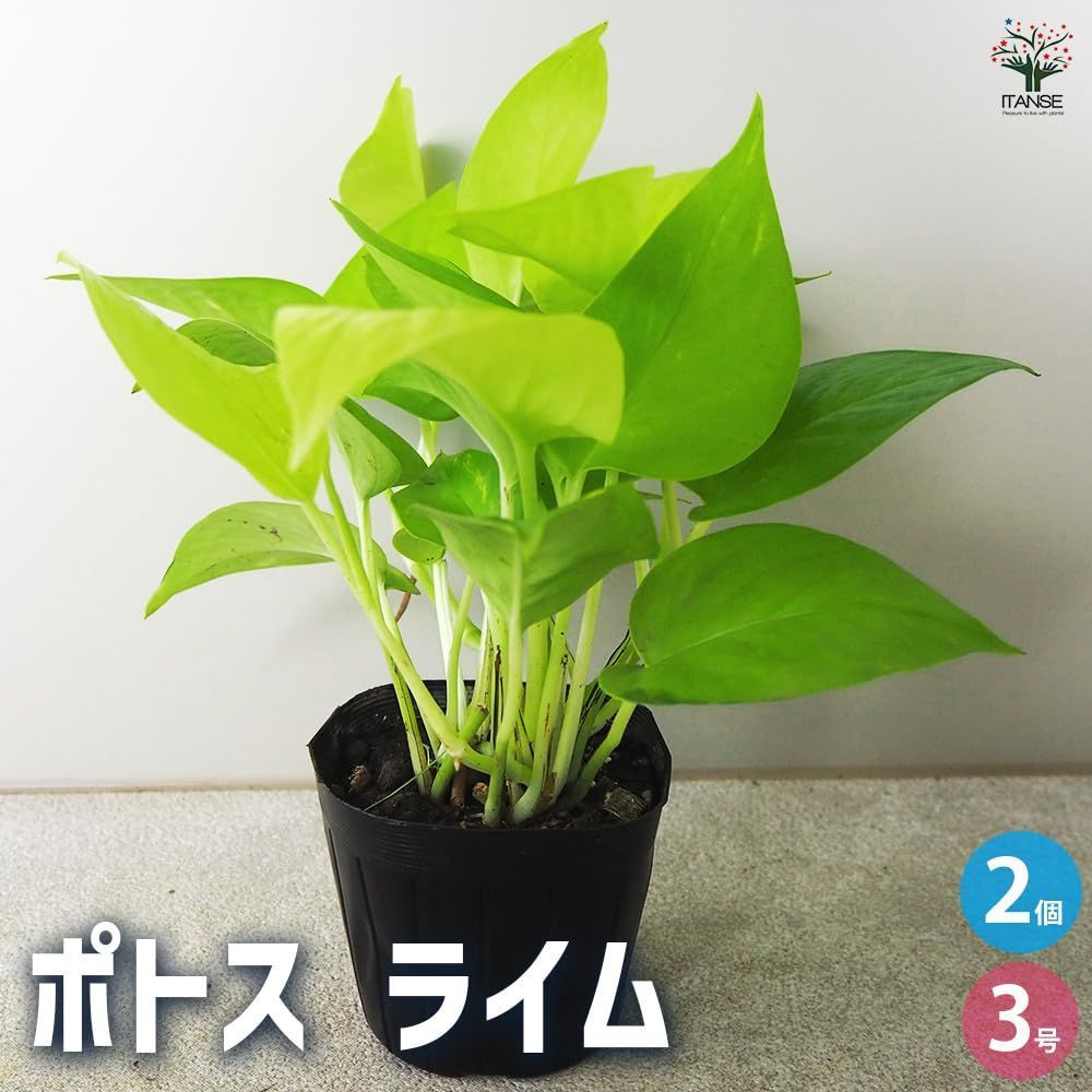 ライムポトス 2個セット