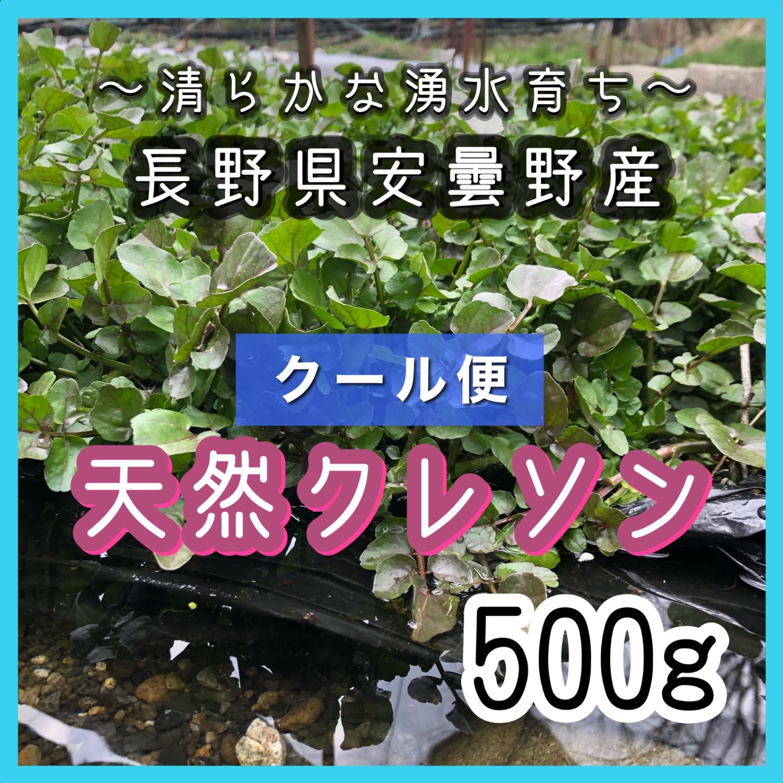 クール便】安曇野産 天然クレソン 500g - メルカリ