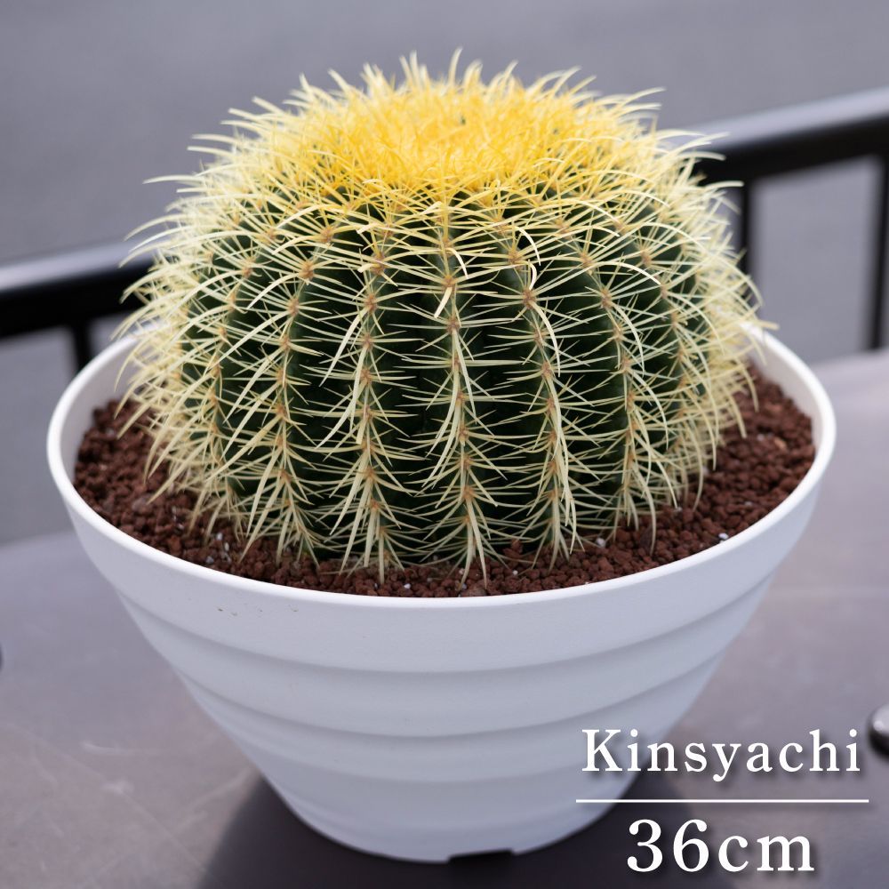 36cm】 金鯱 サボテン 12号 ドライガーデン 金シャチ キンシャチ 