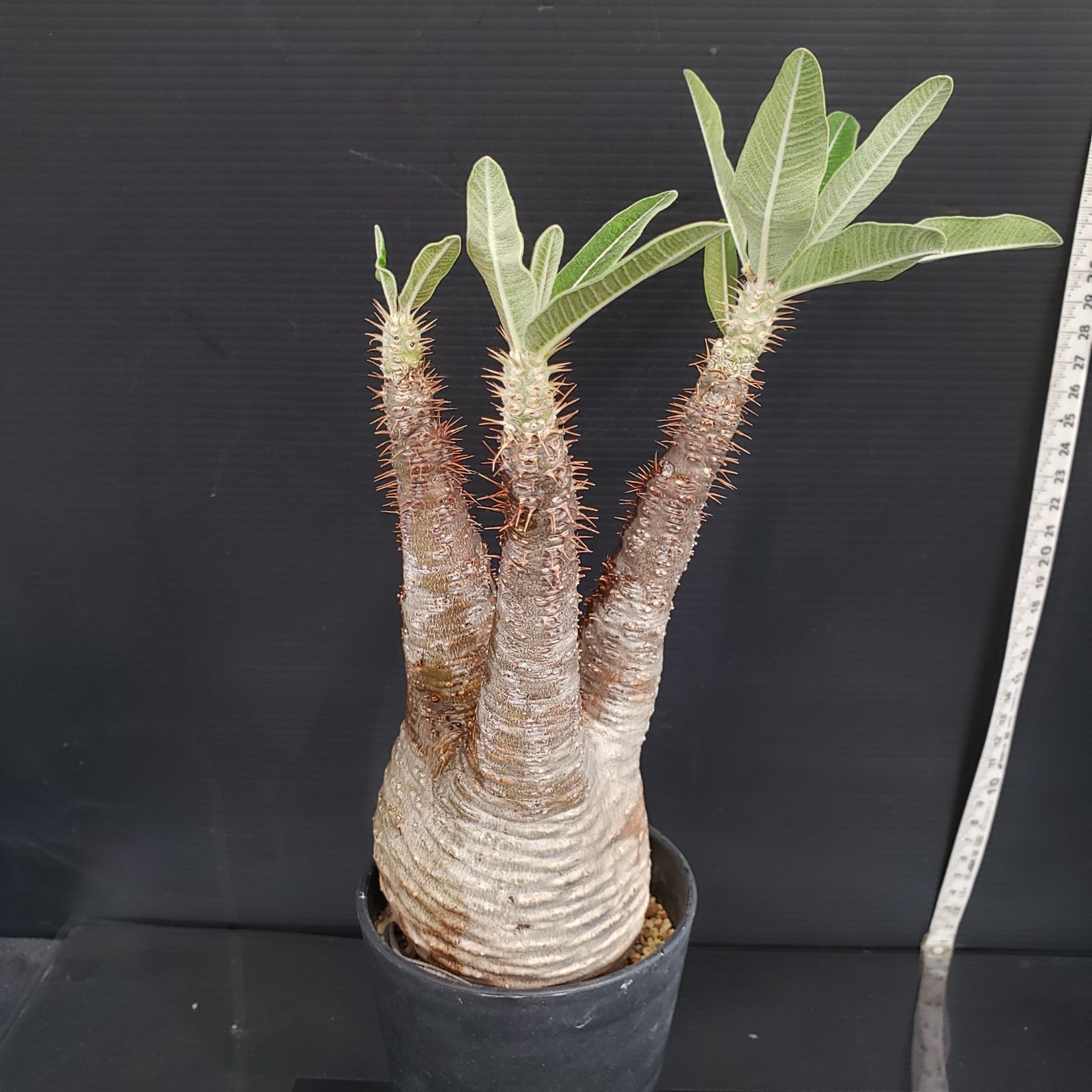 パキポディウム・グラキリス（現地球、発根済） パキポディウム