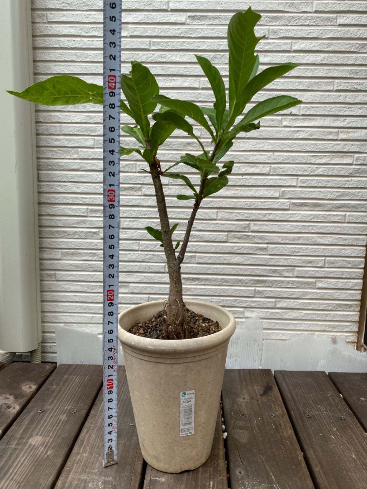 本物のバオバブの木 ムッチムチ 発根済 アダンソニア ディギタータ