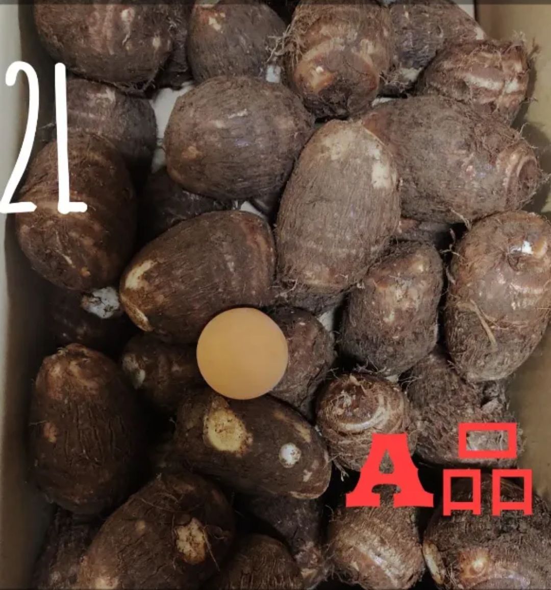 里芋 大和 A品 2Lサイズ 9キロ箱込み土つき