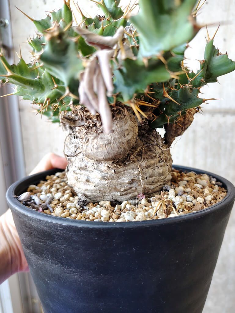 S72 貴重植物 現地株 ブラキステルマ バーベラエ 竜卵窟 Brachystelma