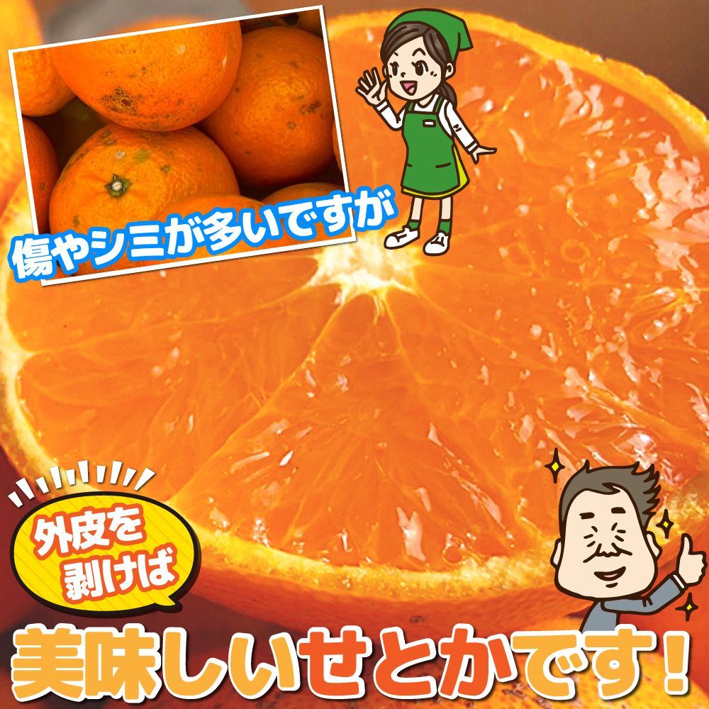 みかん 愛媛産 特に訳あり せとか 箱込2.0kg（外皮の傷・シミ多め）（2月中旬～ご注文順に順次発送）※沖縄・離島・北海道は発送不可