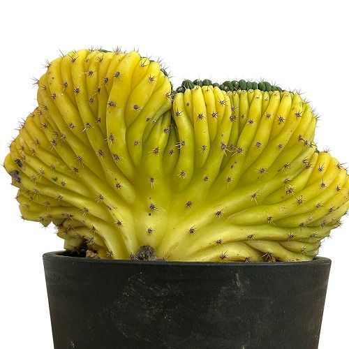 値下げ】アメトーークDVD&Blu-ray全47巻＋特典11巻