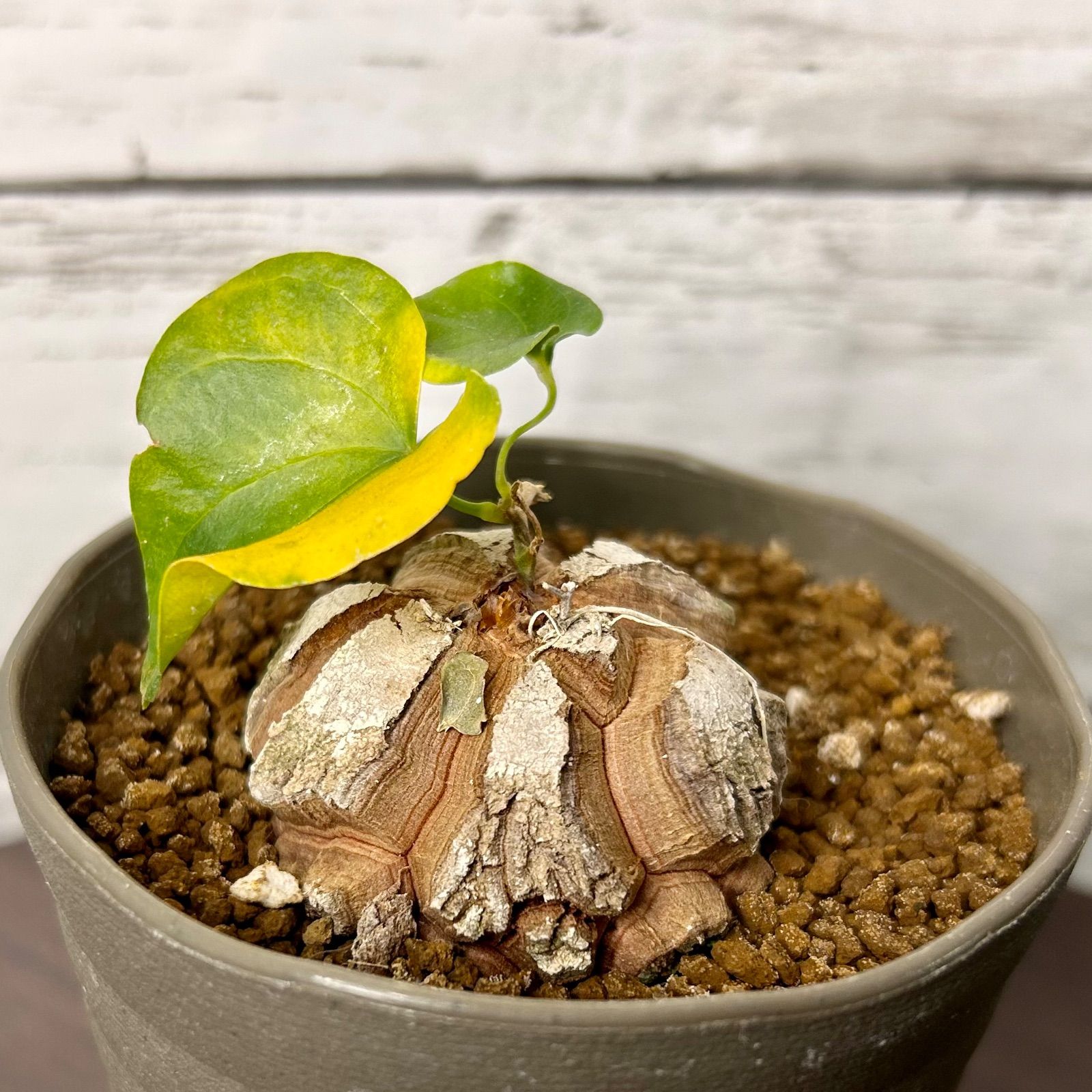 約5cm バキボコ割れ 亀甲竜 ディオスコレア 塊根植物 k41313 - メルカリ