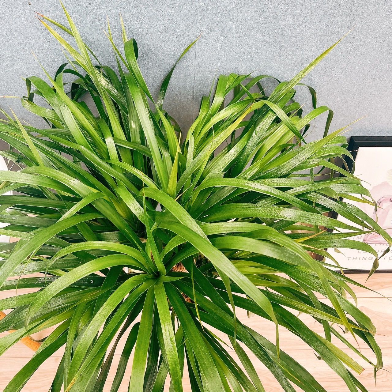 現品］【希少】8番 ドラセナ カンボジアーナ 観葉植物 レア 室内 幸福