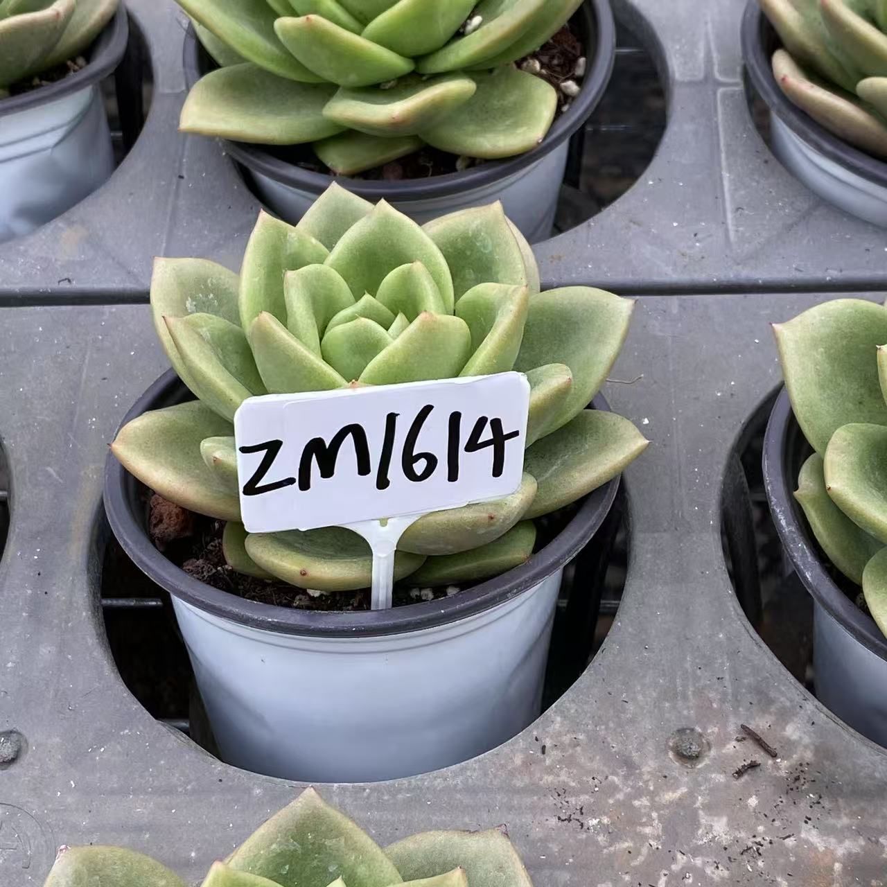 ZM1614×24 スイカ 抜き苗 多肉植物 アエオニウム エケベリア