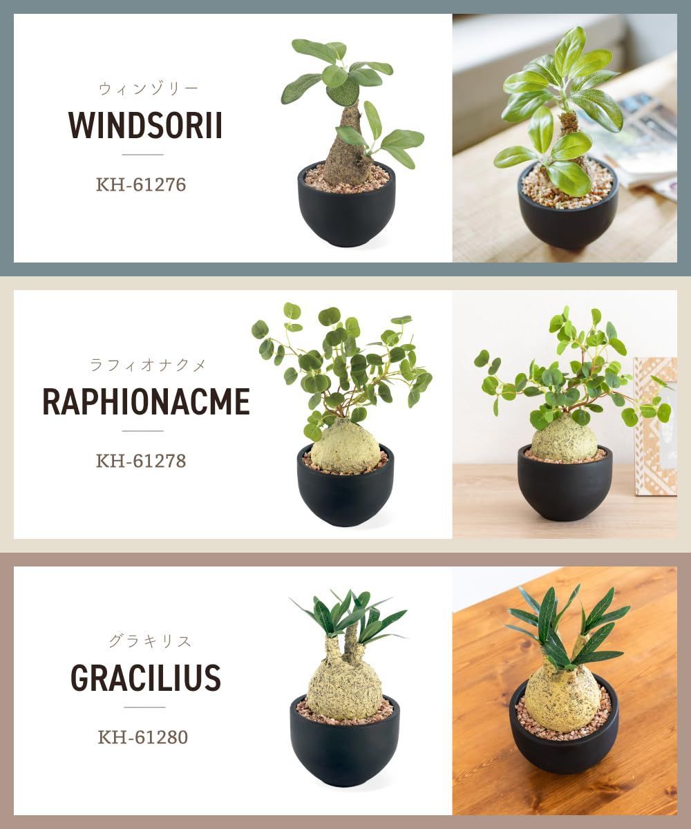 数量限定】ラフィオナクメ コーデックス 塊根植物 おしゃれ 多肉