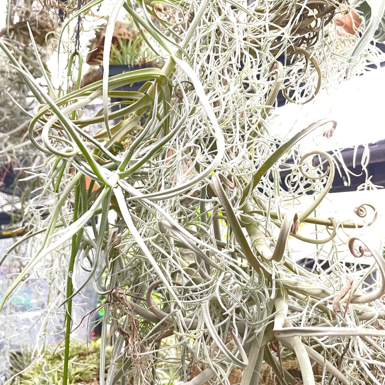 ミニ株＊チランジア ドゥラティ Tillandsia duratii (ドュラティー
