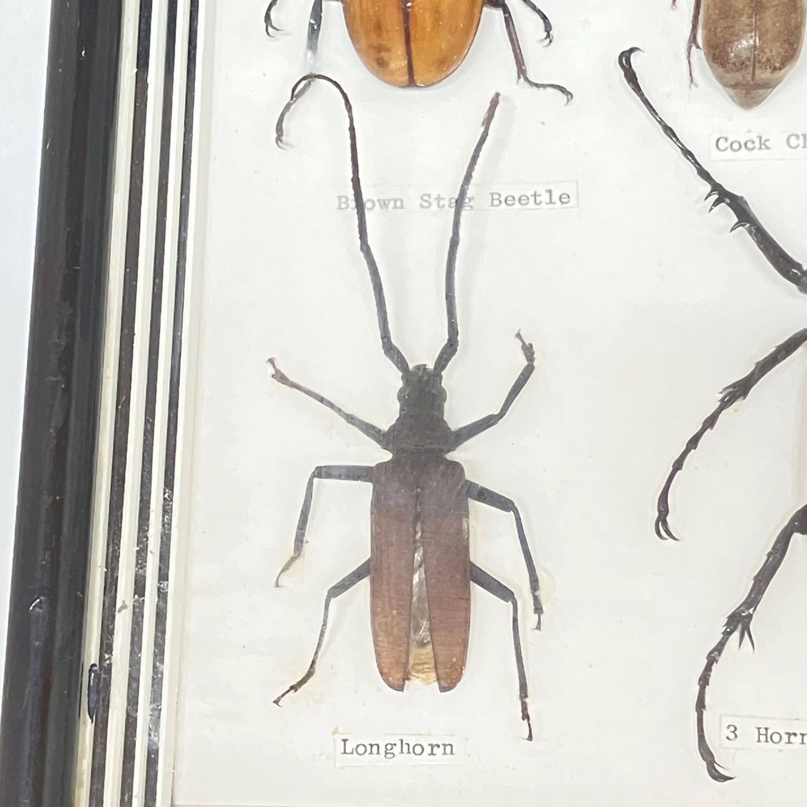 サイカブトオニツヤクワガタ コフキコガネ