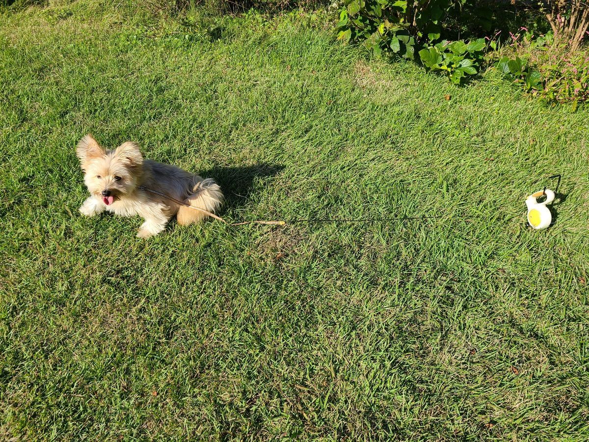 くるくるワンワン ケース付 耐荷重約60kg 伸縮リード使用可 ステンレス製 燕三条製 犬 ペット用品 キャンプ用品 アウトドア用品 WWW_GEBZETESISAT_COM_TR