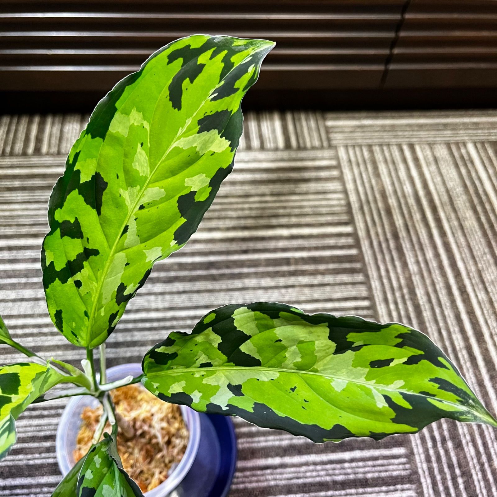 アグラオネマ② アグラオネマ ピクタム トリカラー ワイド【885】 | PROTOLEAF プロト