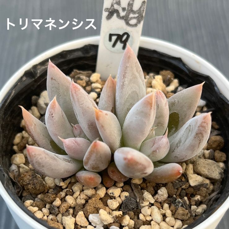 トリマネンシス・2頭】☆韓国苗☆多肉植物☆抜き苗☆原種