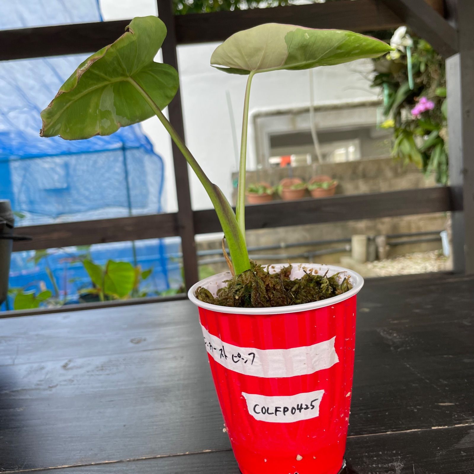 colocasia