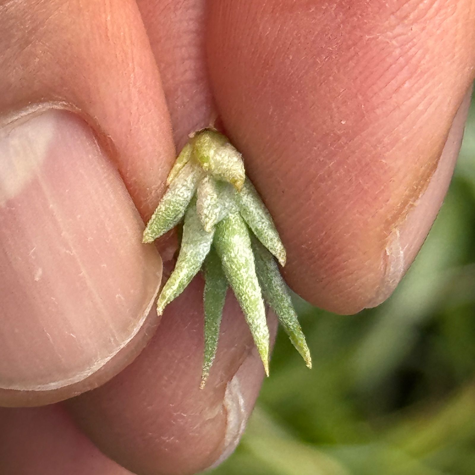 ミニ株＊ チランジア イオナンタ ヘッジホッグ T.I. Tillandsia