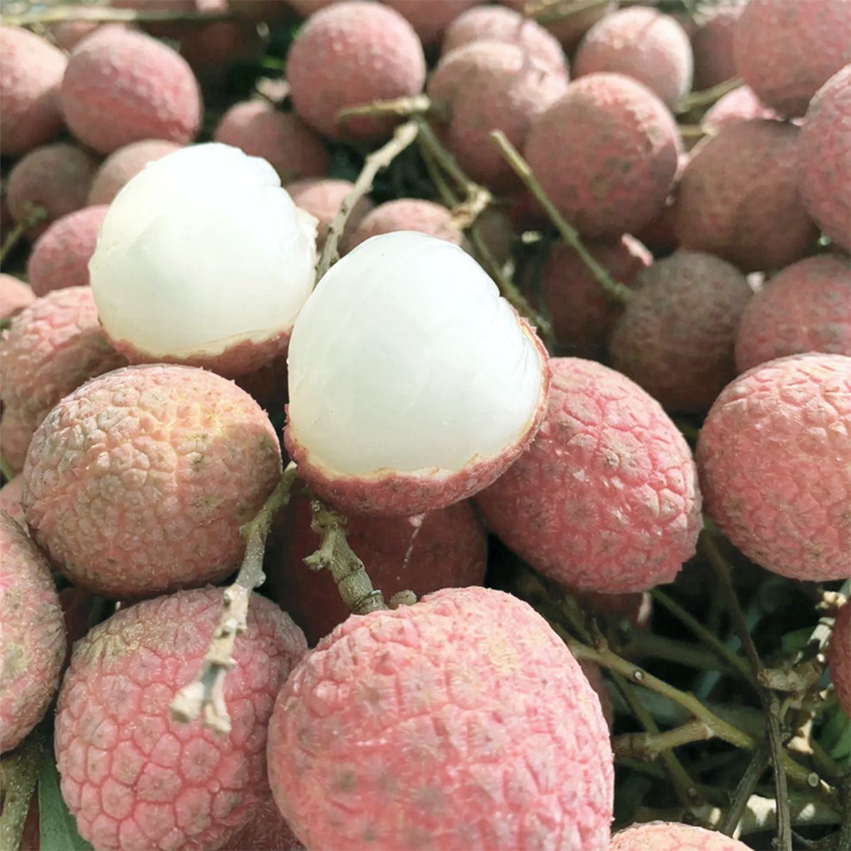 予約6月下旬 台湾産