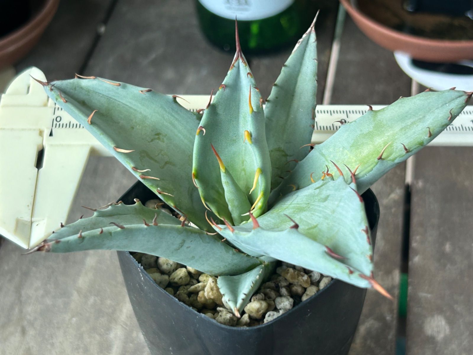 アガベ ハイブリッド シャーウィー✖️パラサナ - メルカリ