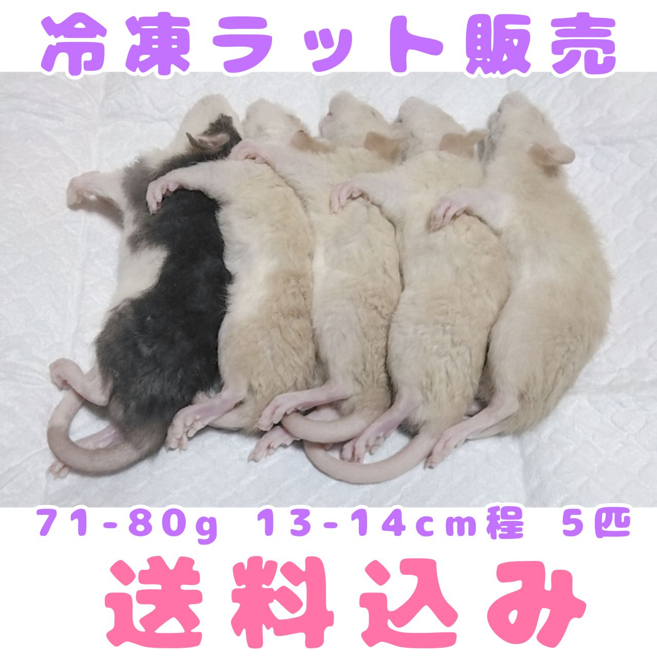 冷凍ラット30匹セット100〜150g