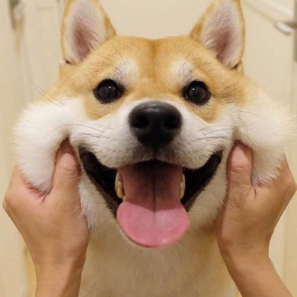 犬小屋 ケージ