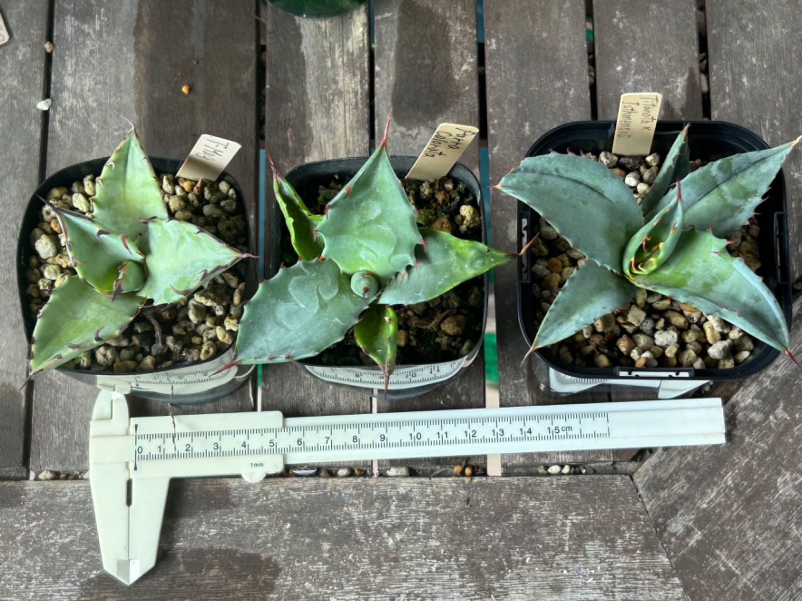 速達【鉢ごと発送】アガベ 王妃笹の雪A型 ピンキー 黄覆輪斑 TC【錦