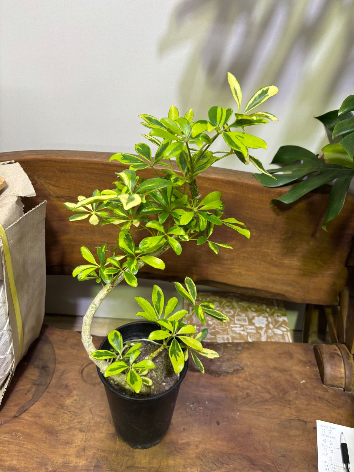 オシャレ 観葉植物