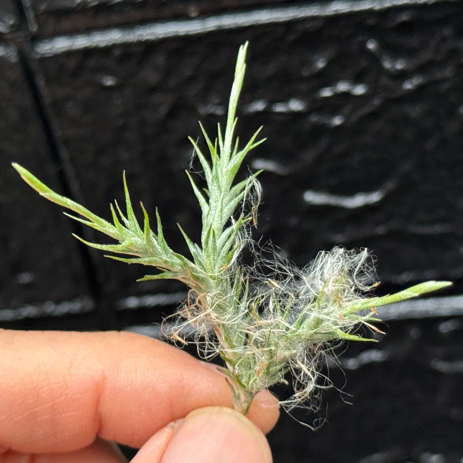 tillandsia kautskyi hybrid purple 速達 Bromeliads in Australia