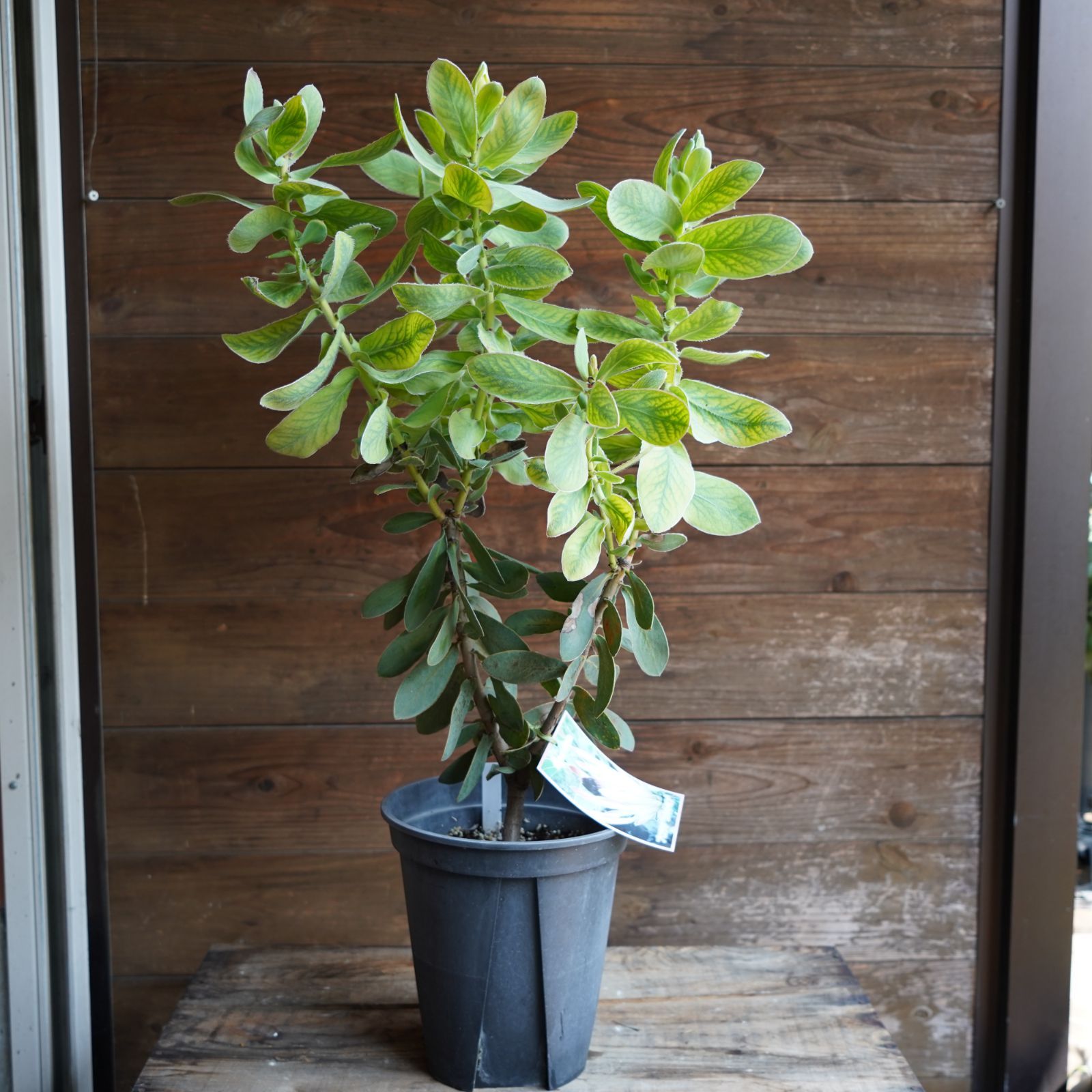 プロテア エキシミア６号 楽天市場】□良品庭木□ ネイティブ プランツ プロテア