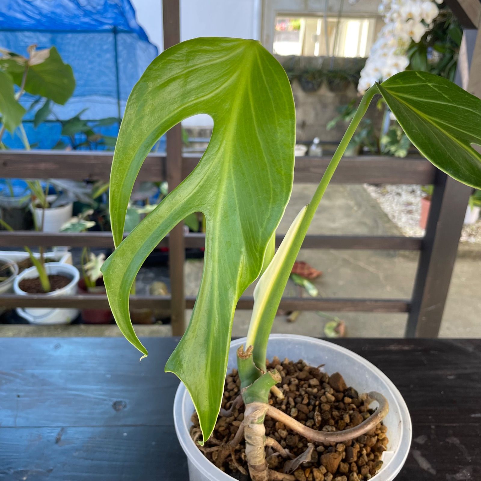 モンステラ バールマルクスフレーム　観葉植物 モンステラ バールマルクスフレーム 葉っぱが割れるのが楽しみです