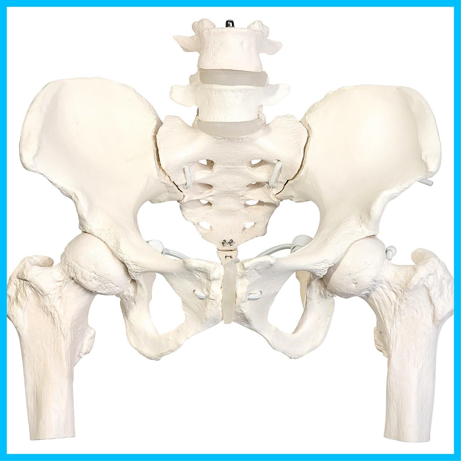 迅速発送】KIYOMARU グイッと動かせる大腿骨付き骨盤模型 人体模型 骨模型 理学療法士監修 骨格標本 伸縮コード 女性 - メルカリ