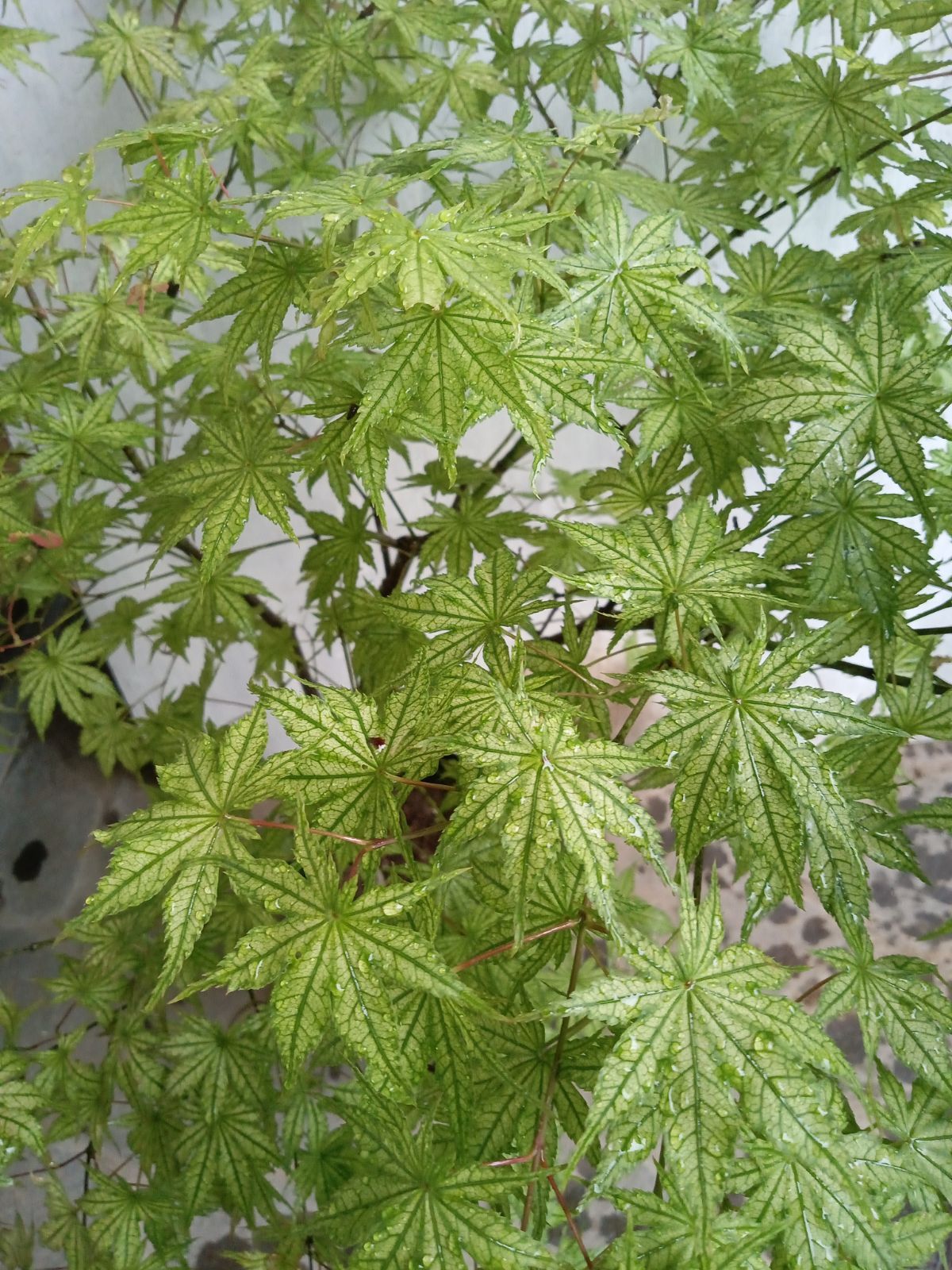 厳選モミジ鴫立沢