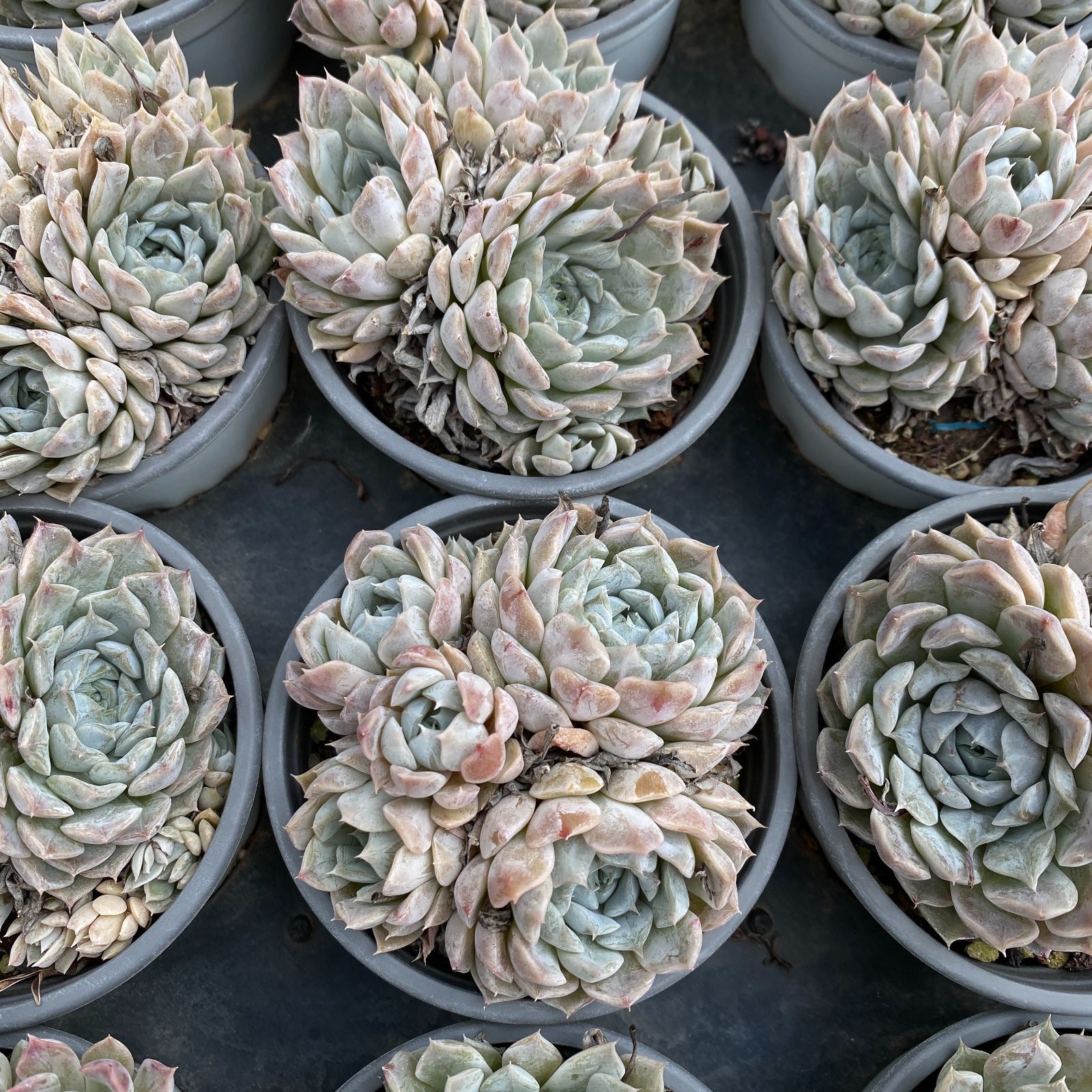 35株の抜き苗セット