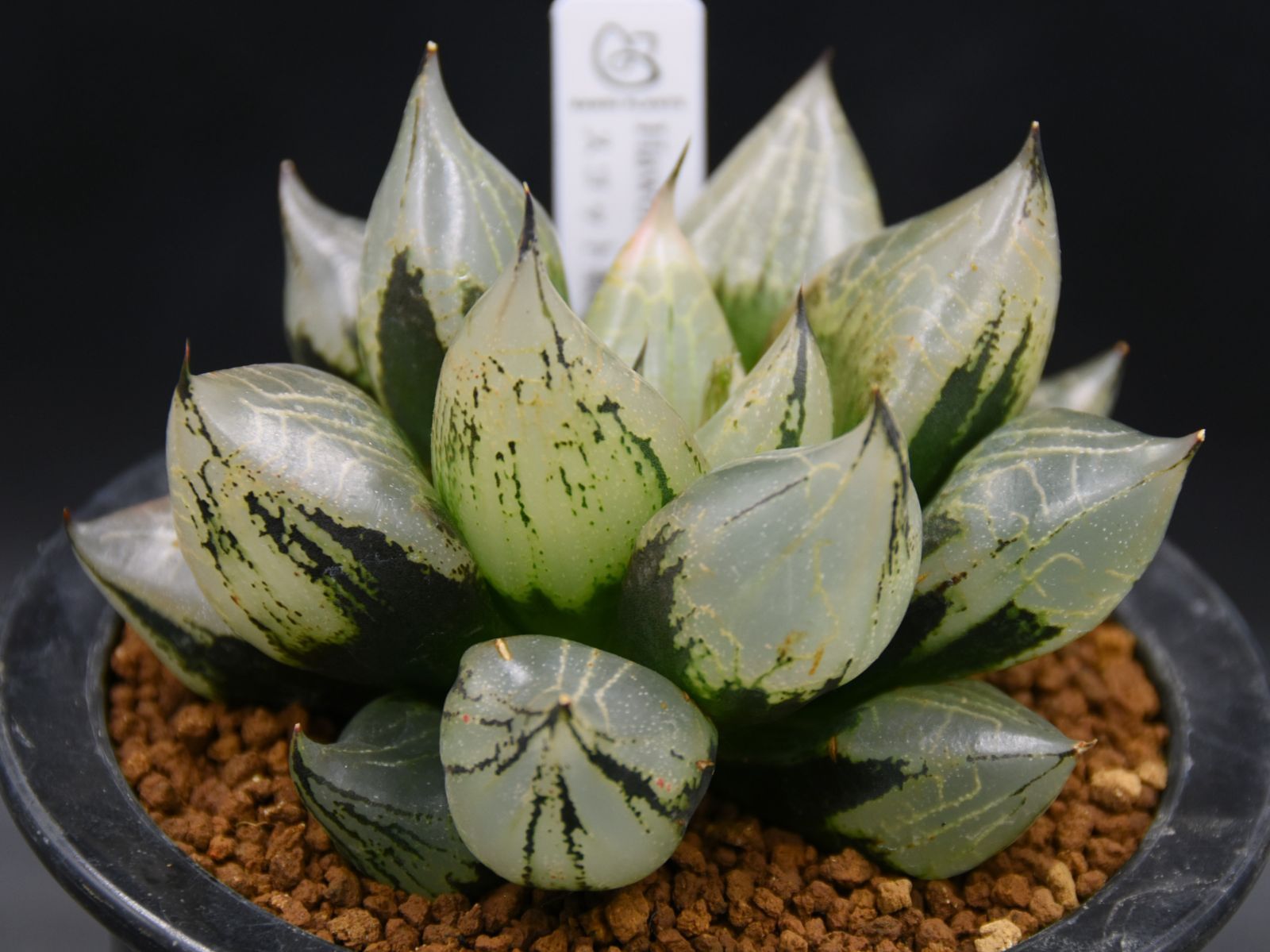 ハオルチア 福般若 親株サイズ 抜き苗 裏般若 日本最安値？ Haworthia 'Ura Hannya' | PUKUBOOK