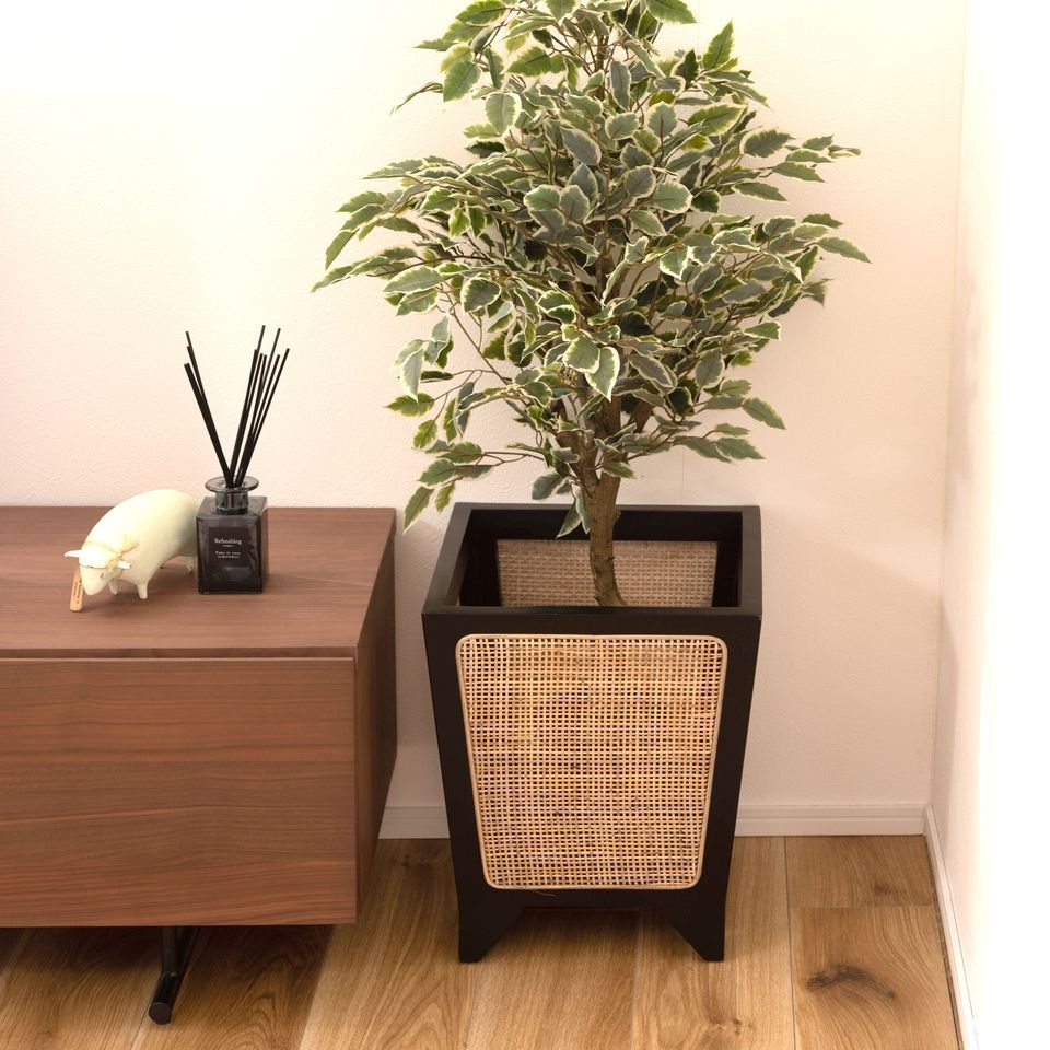 月桂樹 ローリエ 10号 スパイラル仕立て 常緑樹 中型 グリーン鉢