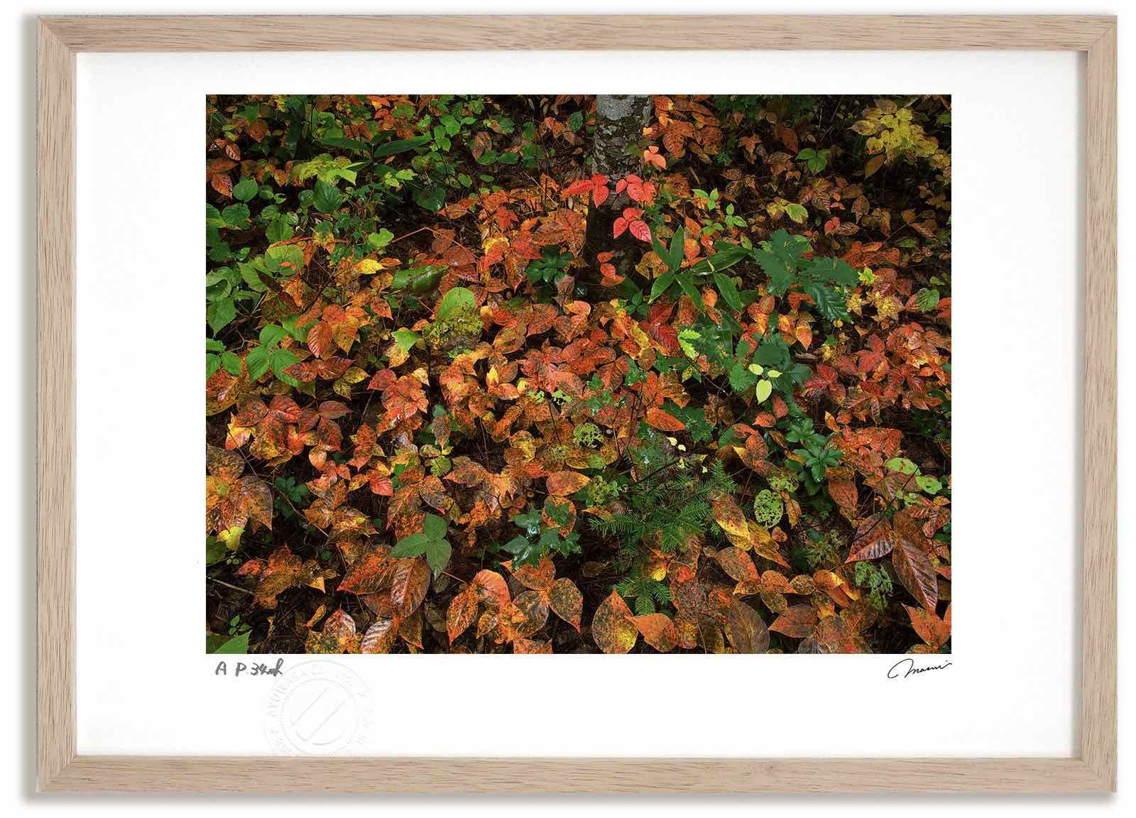 アートフォト 絵画 漆の紅葉2 高橋真澄/インテリア 額入り 額装込 風景画 油絵 ポスター アート アートパネル リビング 玄関 プレゼント モダン アートフレーム 飾る Mサイズ おしゃれ 壁掛け