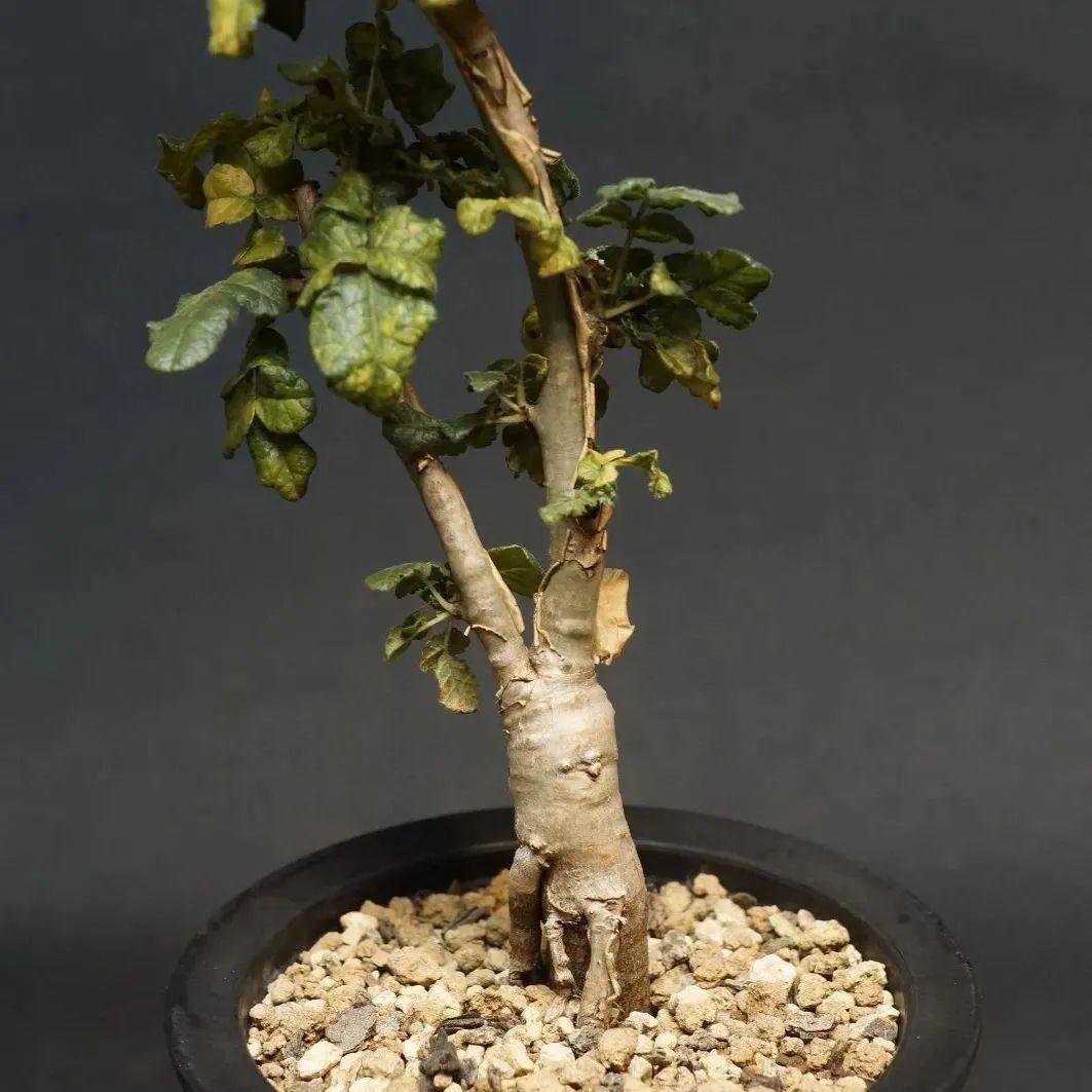 Boswellia sacra