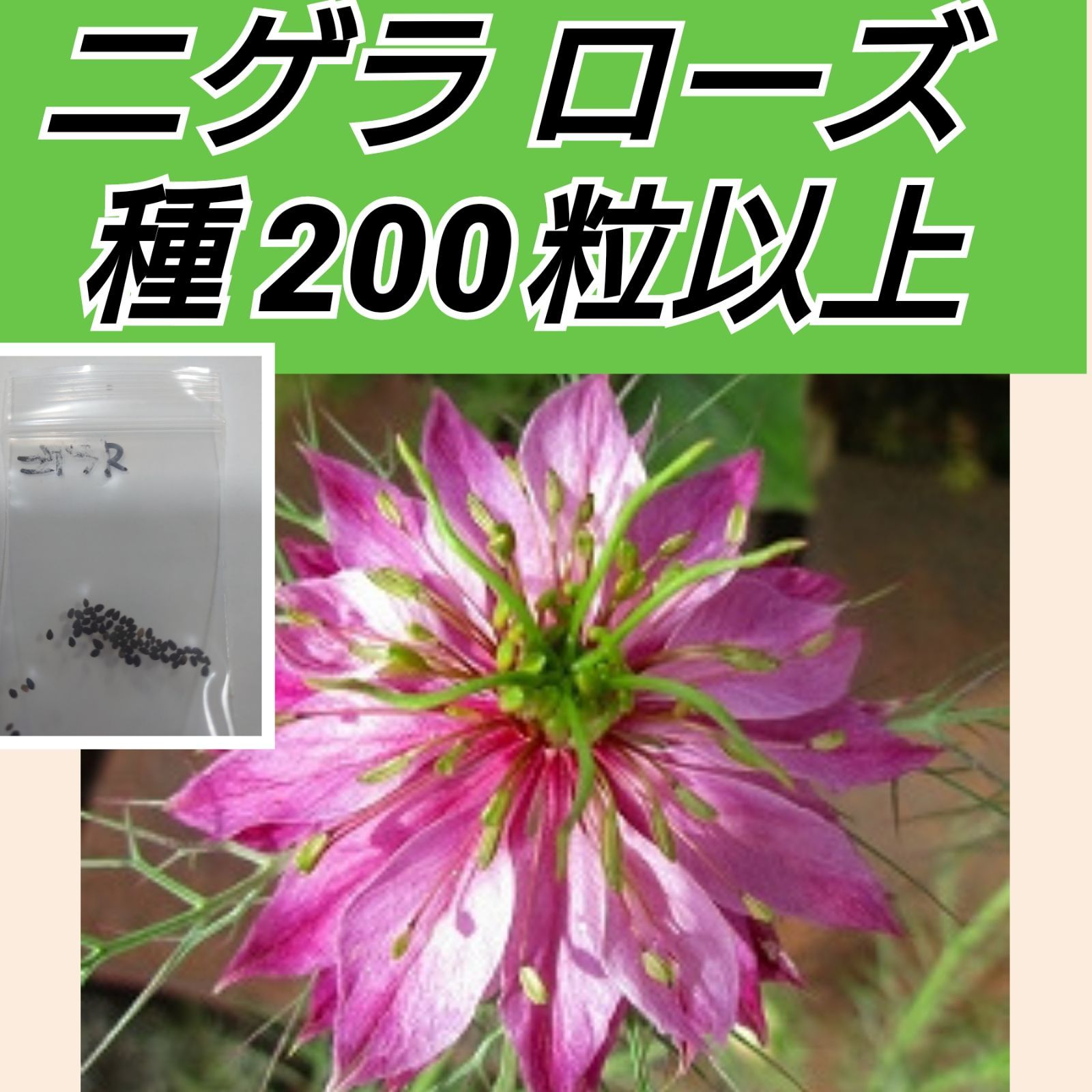 ニゲラ ローズ 花種200粒以上 shop - レオゴメス【種やさん】 - メルカリ